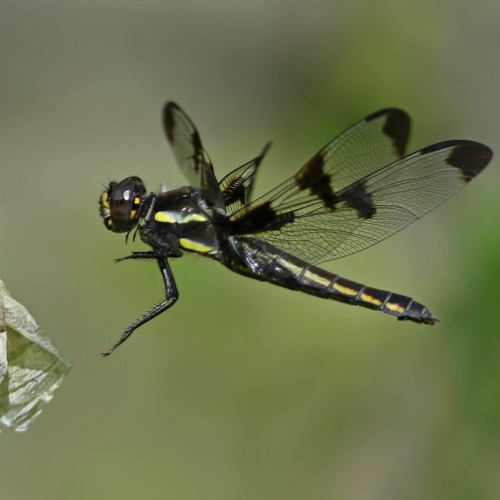The dance of the dragonfly.