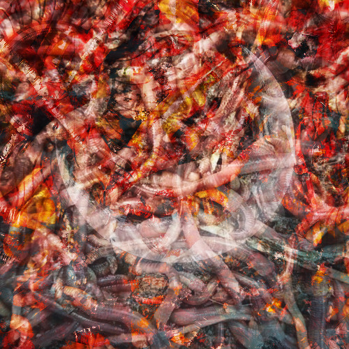 The Busy Worms