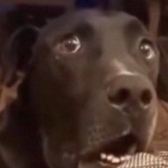 KrashOutCael - DOG NIGGA (Official Audio)