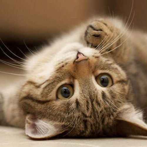 Meow