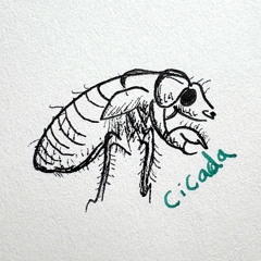 cicada