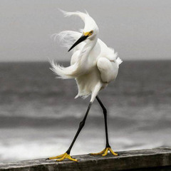 Wind