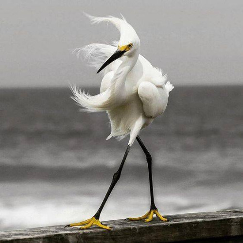 Wind