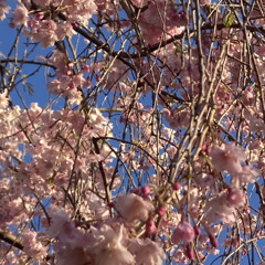 Who Came to My House?