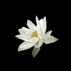 white lotus - dylan fletcher (prod. andrew warren)
