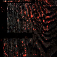 Rapture w. Amino & Sleep Exchange - 19 July 2024