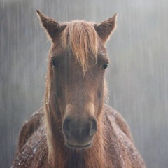 ·· −· −·· ·· ·−·· ·−  ··· −−− ···