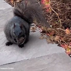 AAAC Wildlife Removal Treasure Coast - Wildlife Control Near Me Treasure Coast