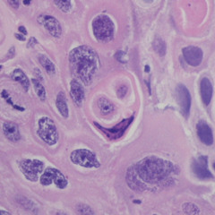 Feb 16 2025 [Day 1- V1.0]