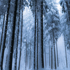December (weisser)