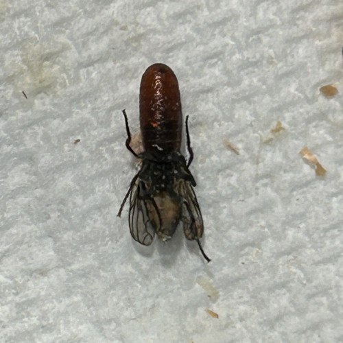 extremely high pitched percussion patch