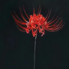 彼岸花 Lycoris radiata