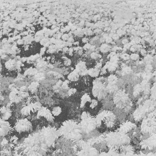 VAK66 | Abandoned Bees - Monuments