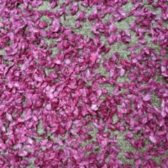 Pas Trop Tard (ft. Endless cigarette)