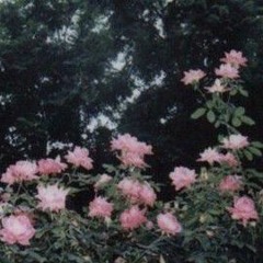 flowers - pinkpantheress