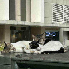 joji - Attention (COVER)