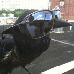 Mr Bird (da 445.ceo x Oklou)