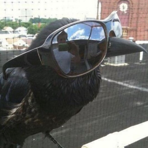 Mr Bird (da 445.ceo x Oklou)