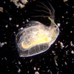 Eukaryogenesis