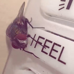 fly