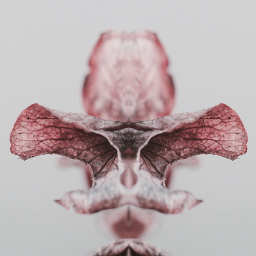 Homeostasis