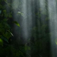 #489 forest floor