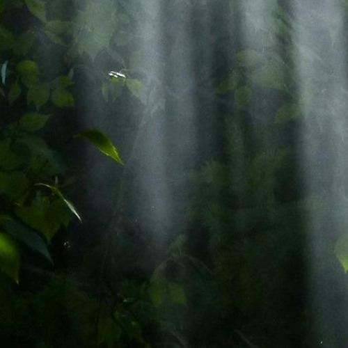#489 forest floor