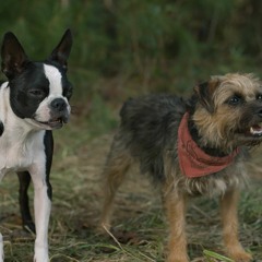 Urmăriți Scăpați din lesă [2023] Film Online Subtitrat in Română