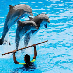 What’s Right: Mexico Bans Dolphin Shows Nationwide