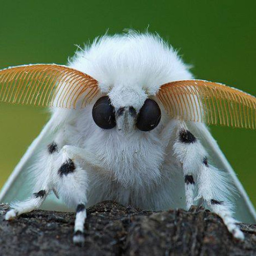 Project_МРАК (rxm0900)