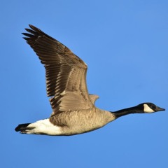 the Wires will come Undone