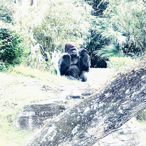 sneak - ion flx prod rok x legion #nature