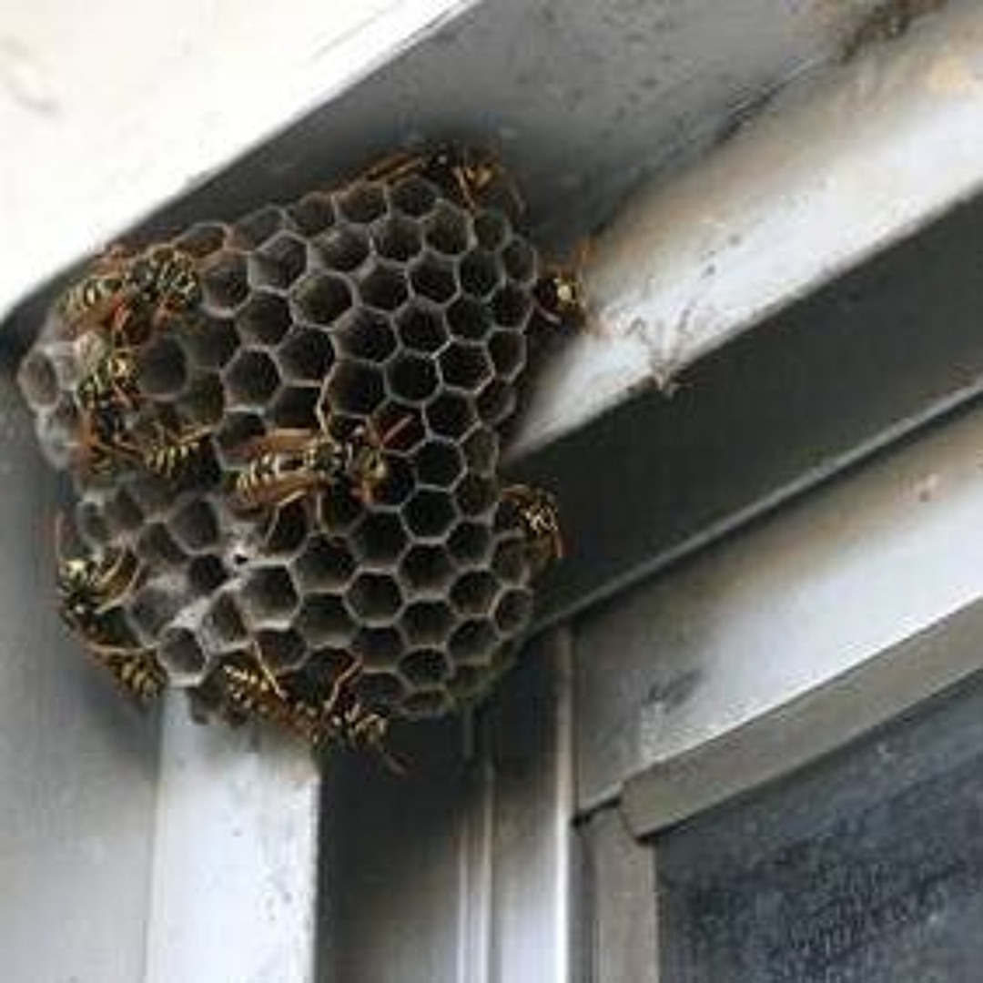 Сбить улей. Пчеловод на пасеке. Сбить улей. Улей шершней на чердаке. Як зробити відвідок убжіл.