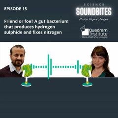 Friend or foe? A gut bacterium that produces hydrogen sulphide and fixes nitrogen