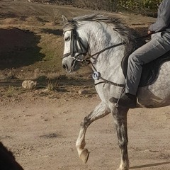 Parsa Mohammadi - Joft Shish.mp3