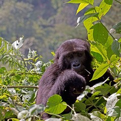 Uganda Rwanda Safaris