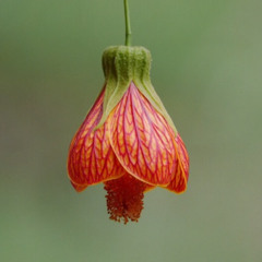 FLOWERS IN PERU