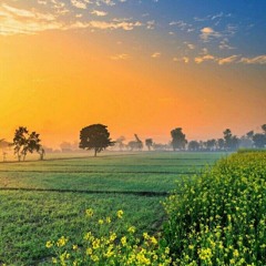 Punjabi 🌾