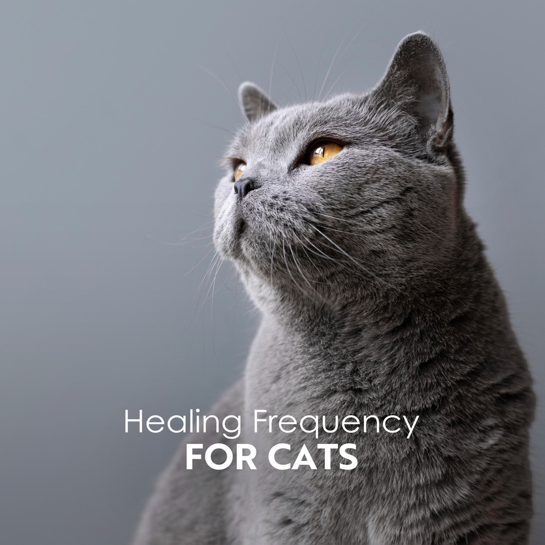 View of Stream Lisa Enney | Listen to Healing Frequency for Cats: Sound Therapy ...