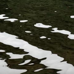 Seven Poet Trees Fragment