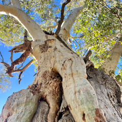 Really loud frogs in Todd River