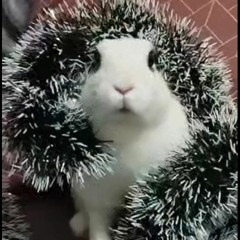 ✨