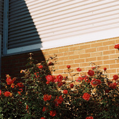 ROSES (RADIO LOOP)