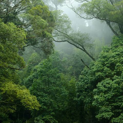 canto por la Selva