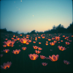 Cosmic Garden Bloom