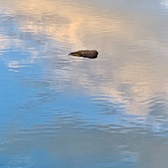 In the Shallows of the Creek an Old Stone Rises to the Surface to Sing and be Sung to