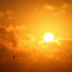 The Sun Also Rises