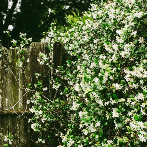 CODE097 - Pucuk Melati