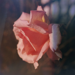 Secret Garden