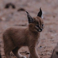 🖤Pray Tonight (ft. P-One) ~ (borne Remix)🖤